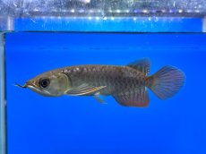 画像3: 紫紅金龍 TY548 (3)