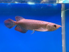 画像2: ブラッドレッド BR578 (2)