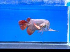 画像3: 【動画有】エキストリームレッドER389（スレイヤー） (3)