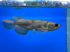 画像2: 紫紅金龍 TY550 (2)