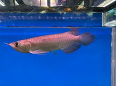 画像3: ブラッドレッド BR577 (3)