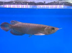 画像4: チリレッド CR250 (4)