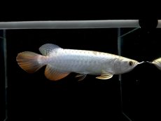 画像4: レディアンスゴールド RG506 (4)