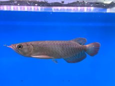 画像3: チリレッド CR250 (3)