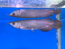 画像1: チリレッド CR247 (1)