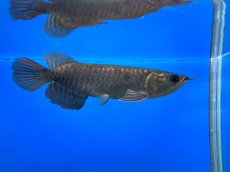 画像4: 紫紅金龍 TY549 (4)