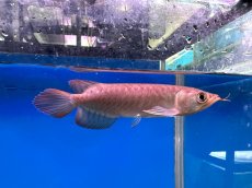 画像4: ブラッドレッド BR572 (4)