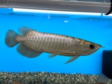 画像4: ブキメラゴールド BG259 (4)