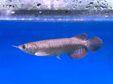 画像3: チリレッド CR206 (3)