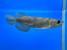 画像4: 紫紅金龍 TY550 (4)