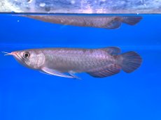 画像3: チリレッド CR247 (3)