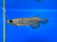 画像3: 紫紅金龍 TY550 (3)