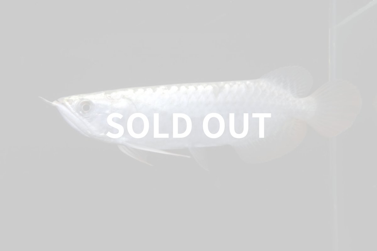 画像1: レディアンスゴールド RG508 (1)