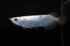 画像1: レディアンスゴールド RG508 (1)