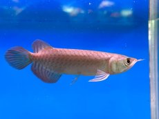 画像4: ブラッドレッド BR578 (4)