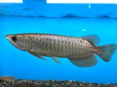 画像3: ブキメラゴールド BG259 (3)