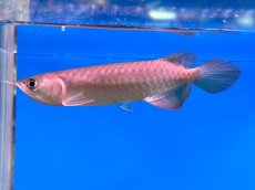 画像3: ブラッドレッド BR567 (3)