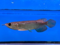 画像3: ブラッドレッド BR565 (3)