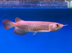 画像2: ブラッドレッド BR568 (2)