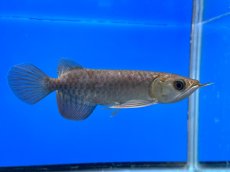 画像2: 紫紅金龍 TY548 (2)