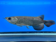 画像3: 紫紅金龍 TY552 (3)