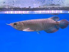 画像1: チリレッド CR250 (1)