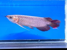 画像1: 【動画有】エキストリームレッドER389（スレイヤー） (1)