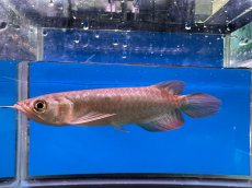 画像1: ブラッドレッド BR574 (1)