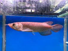 画像1: ブラッドレッド BR572 (1)