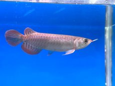 画像2: チリレッド CR206 (2)