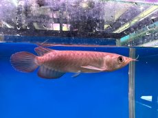 画像2: ブラッドレッド BR572 (2)