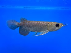 画像4: 紫紅金龍 TY548 (4)