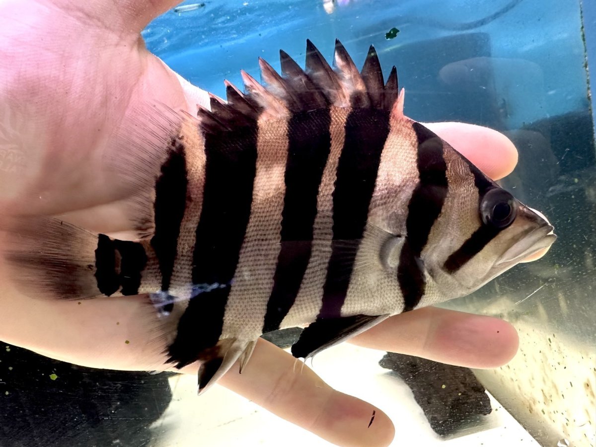 画像2: エキストリームタイガー 16cm (2)