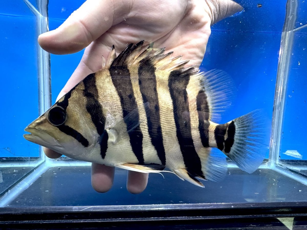 画像1: エキストリームタイガー 18.5cm (1)