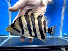 画像1: エキストリームタイガー 18.5cm (1)