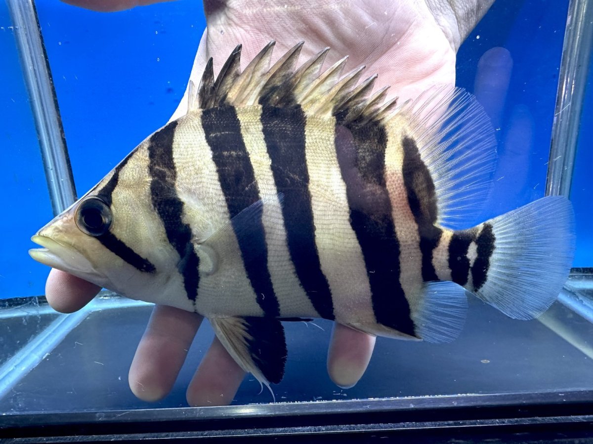 画像1: エキストリームタイガー 18cm (1)