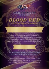 画像5: ブラッドレッド BR574 (5)