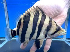 画像2: エキストリームタイガー 18cm (2)