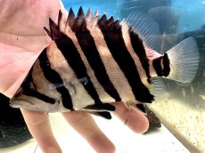 画像1: エキストリームタイガー 16cm (1)