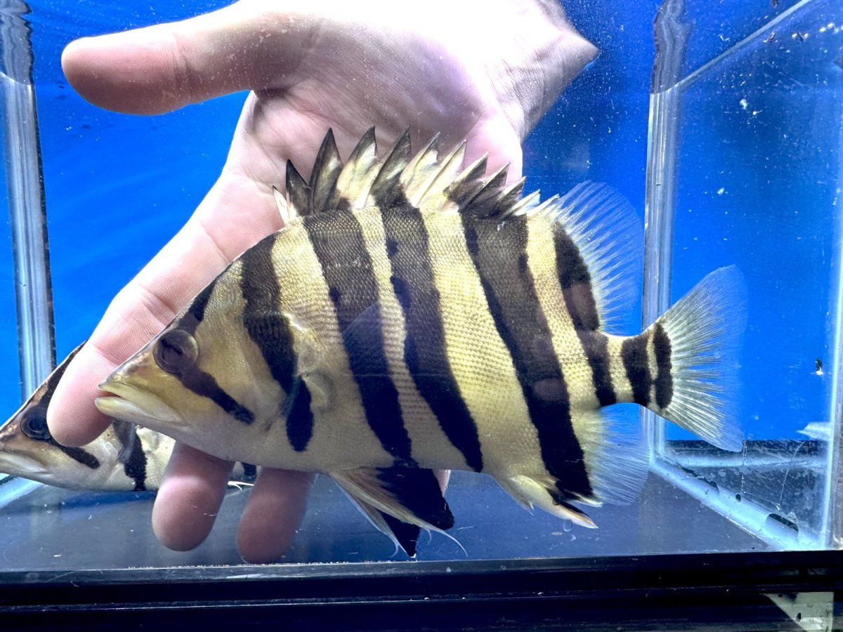 画像1: エキストリームタイガー 20cm (1)