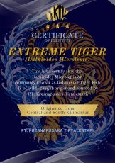 画像3: エキストリームタイガー 13cm (3)