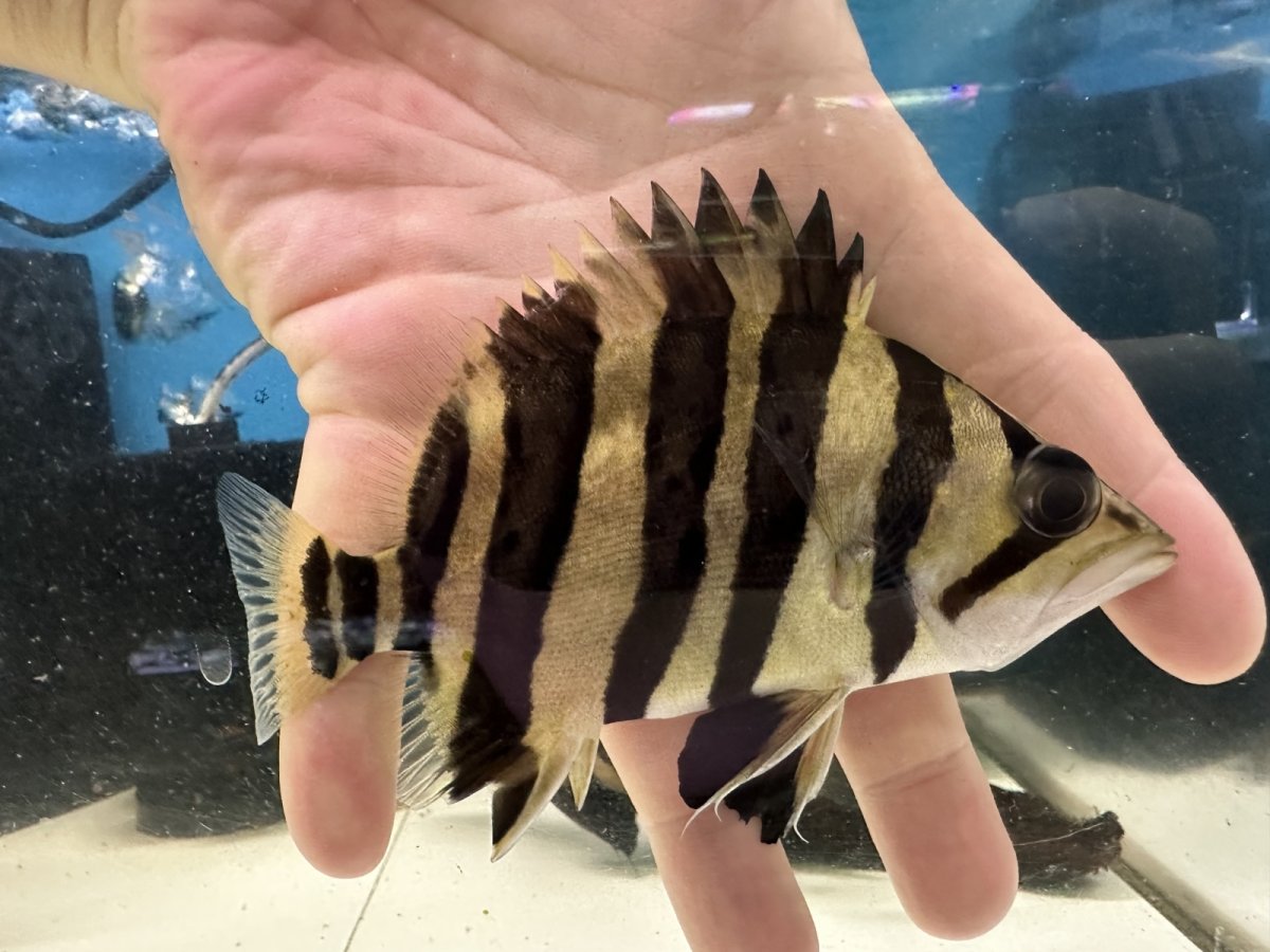 画像2: エキストリームタイガー 13cm (2)