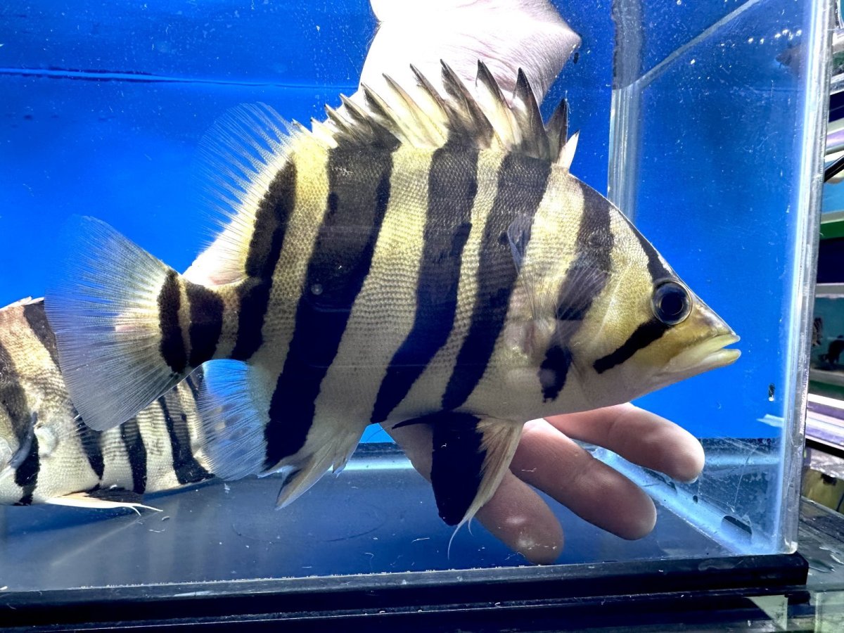 画像2: エキストリームタイガー 20cm (2)