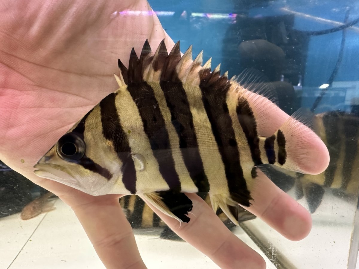 画像1: エキストリームタイガー 13cm (1)