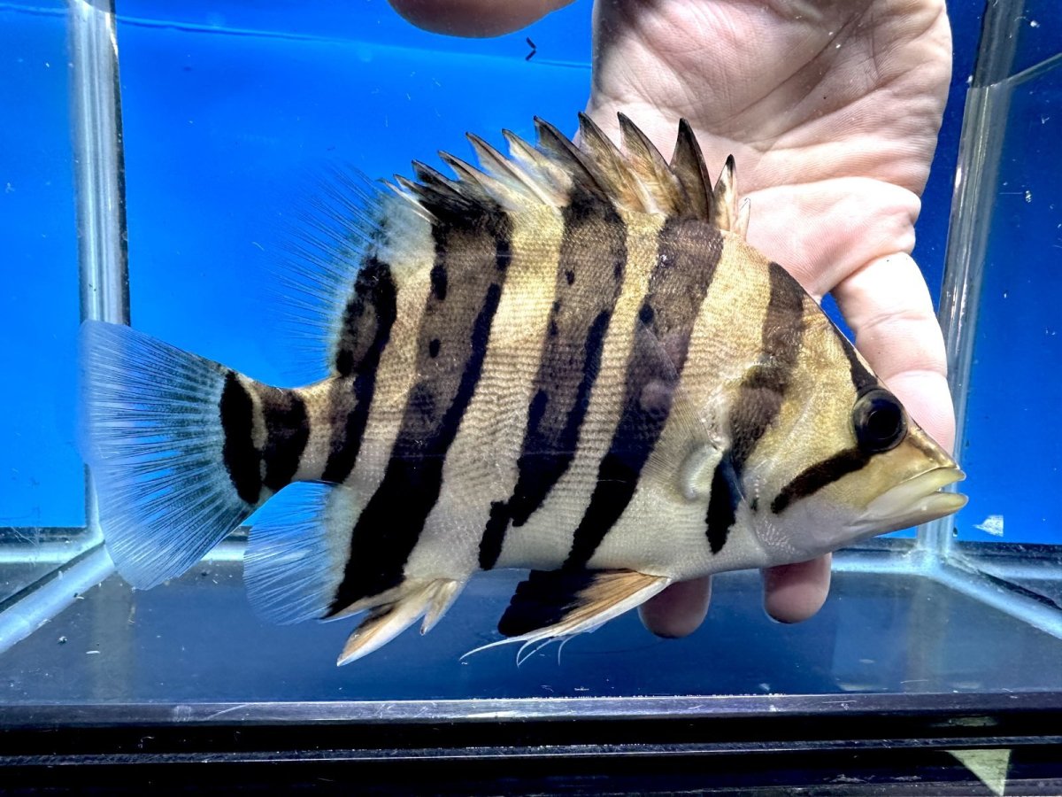 画像2: エキストリームタイガー 18.5cm (2)