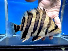 画像2: エキストリームタイガー 18.5cm (2)