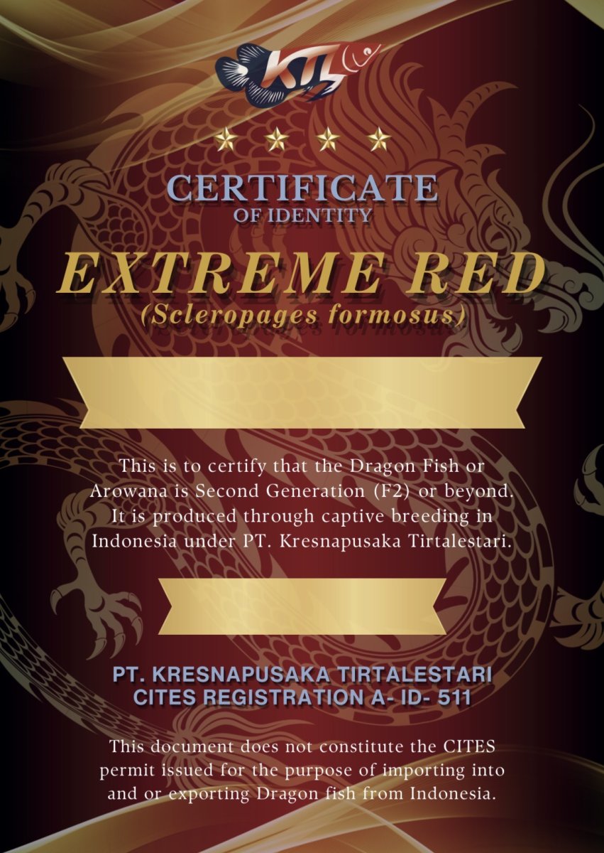 画像7: エキストリームレッド⭐︎⭐︎⭐︎⭐︎ ER603 (7)