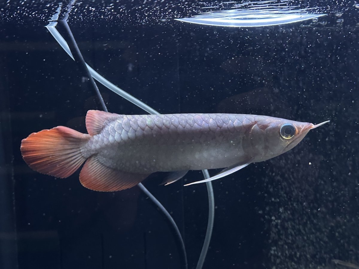 画像6: エキストリームレッド⭐︎⭐︎⭐︎⭐︎ ER605 (6)