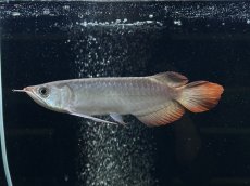 画像5: エキストリームレッド⭐︎⭐︎⭐︎⭐︎ ER603 (5)