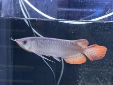 画像3: エキストリームレッド⭐︎⭐︎⭐︎⭐︎ ER605 (3)